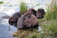 5 beavers on the Beaver Boardwalk